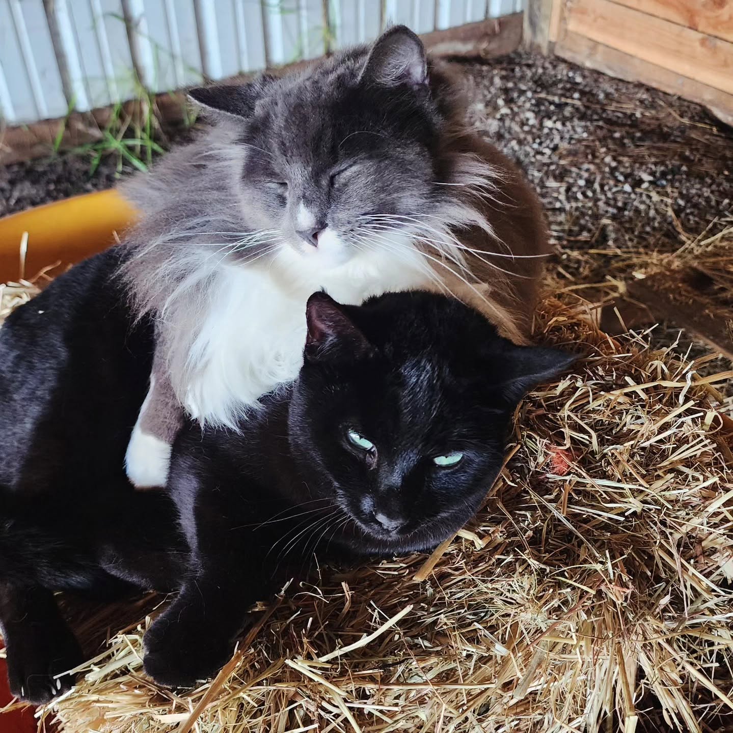 Gus & Jerome
